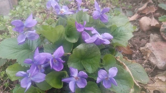 Весенние цветы Фиалка Маньчжурская