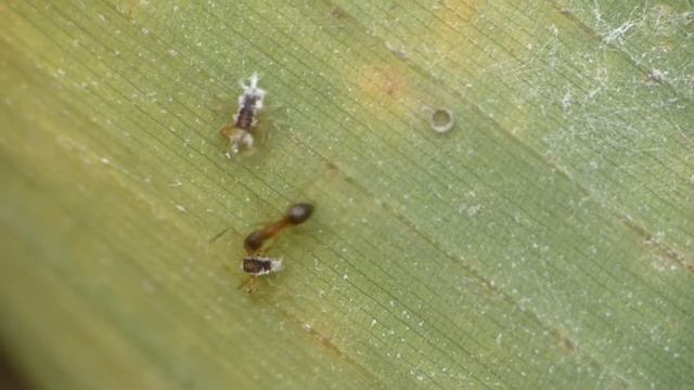 Paratrechina Ant vs. Soldier Aphids アメイロアリvsササコナフキツノアブラムシ兵隊 смотреть онлайн