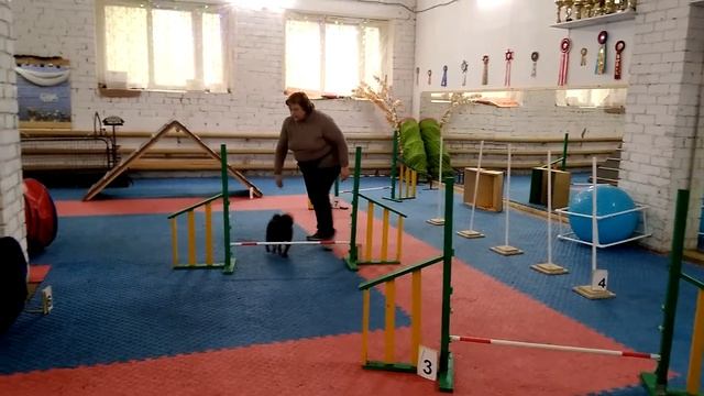 Аджилити для начинающих Весёлые старты -4 инструктор Теплищева Елена смотреть онлайн