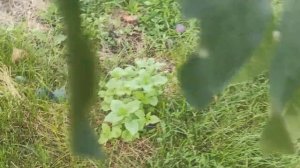 Слива Стартовая в Сибири. Сад Тоторова. 2023г.