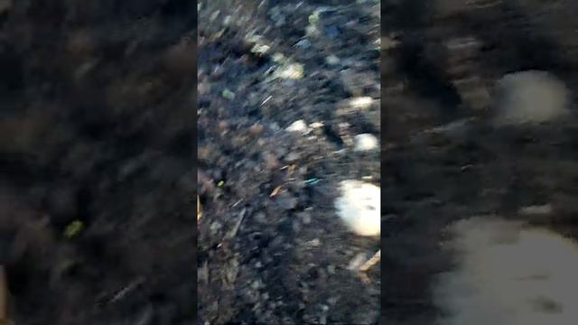 Пророщування картоплі смотреть онлайн