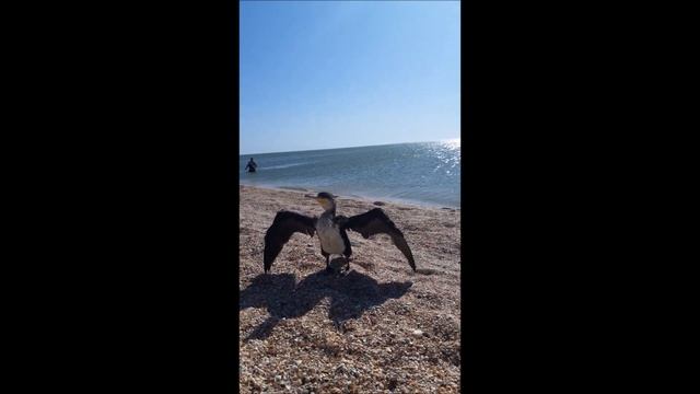 Баклан сушится смотреть онлайн