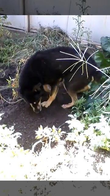 Собака РЕКС смотреть онлайн