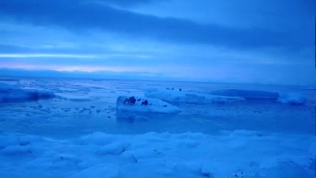 Polar Bear and cubs смотреть онлайн