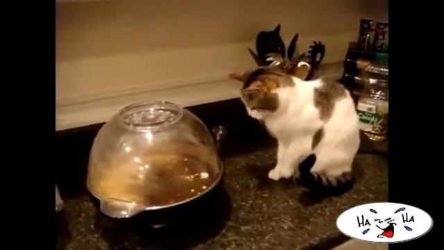 Кошки исследователи смотреть онлайн