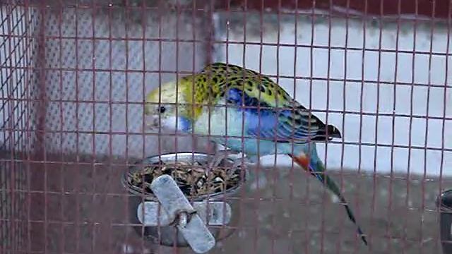 Blue-cheeked Rosella смотреть онлайн