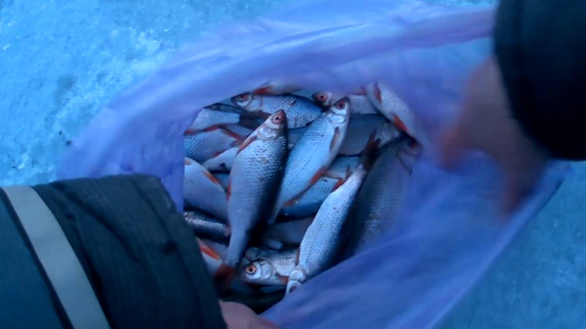 Ловля плотвы по последнему льду на озере смотреть онлайн