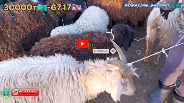 Мал базар Тараз 11.02.2024 / Қой ешкі бағасы/Mal Bazar Taraz