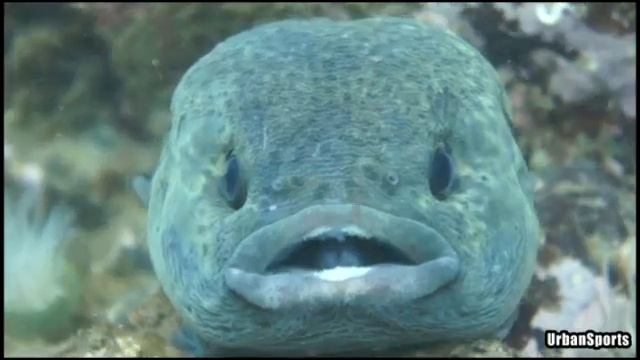ホテイウオのお父ちゃん смотреть онлайн