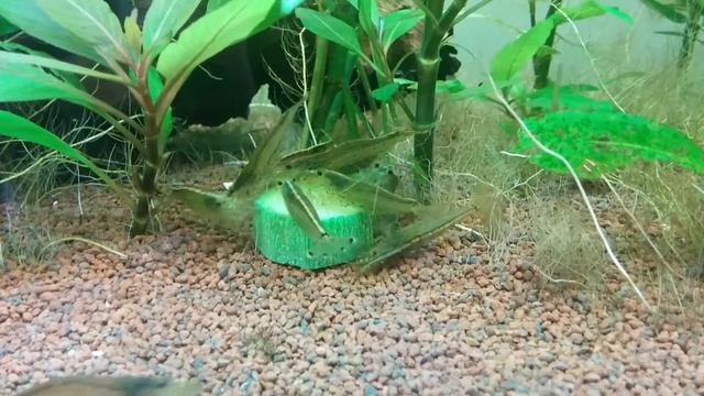 Caridina Japonica смотреть онлайн