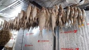 Мой способ сушки рыбы в закрытом помещении