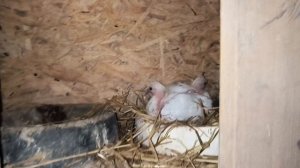 #pegions Обзор молодых голубят 23 марта 2025 г.