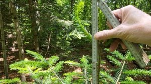 У ёлки сломали макушку а она снова отросла!