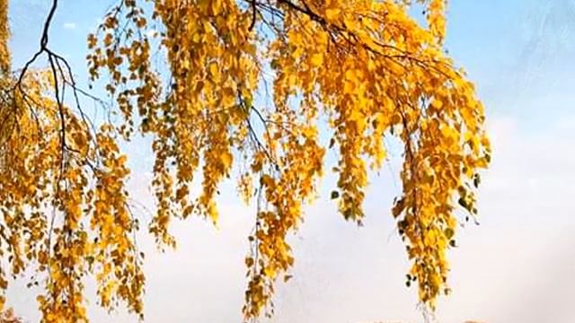 "Осенний вальс" (муз. и сл. Риты Ельцовой) смотреть онлайн