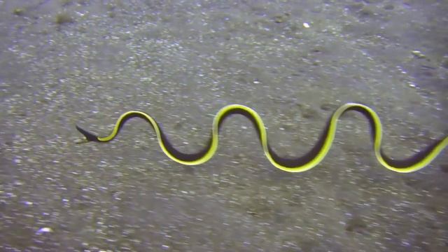 Ribbon Eel by Bruno Leblanc смотреть онлайн