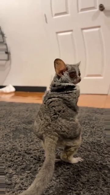 🤣🙉🫠🤭 #zaru #bushbaby #bushbabythailand #galagomoholi #galago #moholi #monkey смотреть онлайн