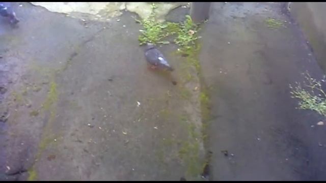 Разъярённые голуби дерутся. No Comments.