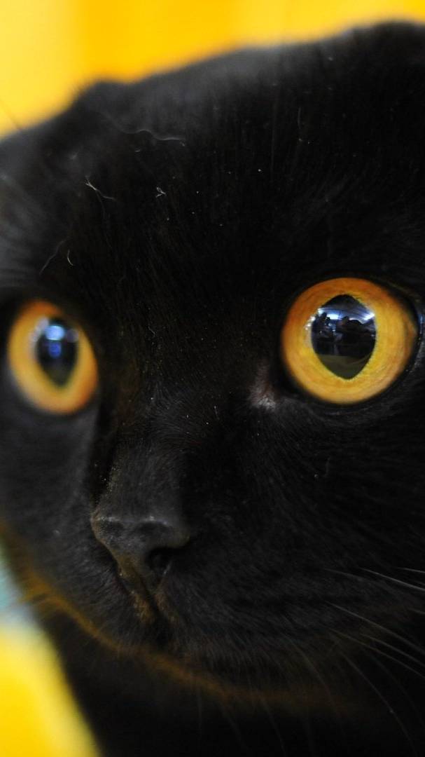 🟣Котенок Кузя моет меня🟣