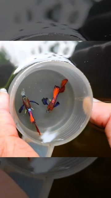 HB RED ROSE DUMBO EAR GUPPY#hybridredrosedumboearguppy#dumboearguppy#redguppy#bigearguppy#guppyfarm смотреть онлайн