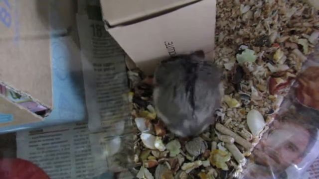 Реакция хомы на новый домик | Новоселье хомяка смотреть онлайн