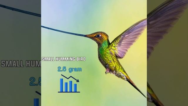 hummingbird facts in hindi#shorts смотреть онлайн