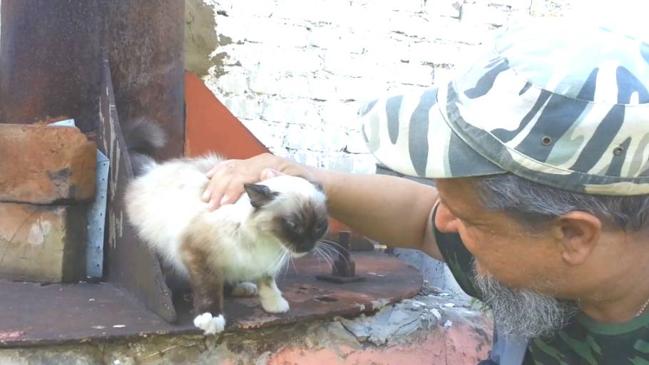 Ласковая Киса смотреть онлайн