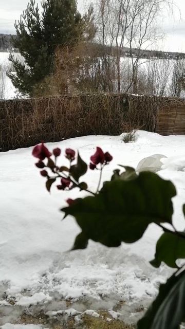 Средиземноморская красавица! смотреть онлайн