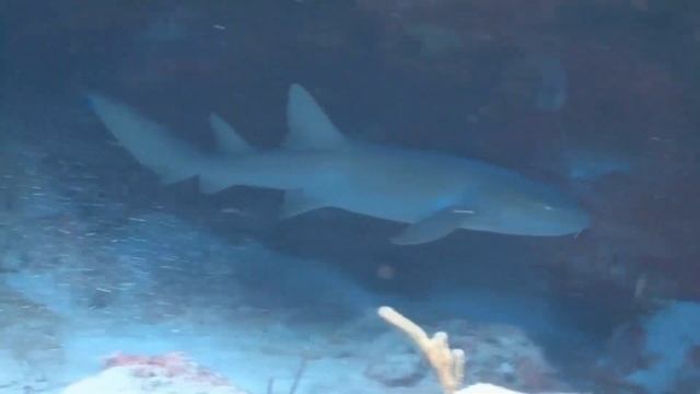 Grey Smooth Hound Shark 2 смотреть онлайн