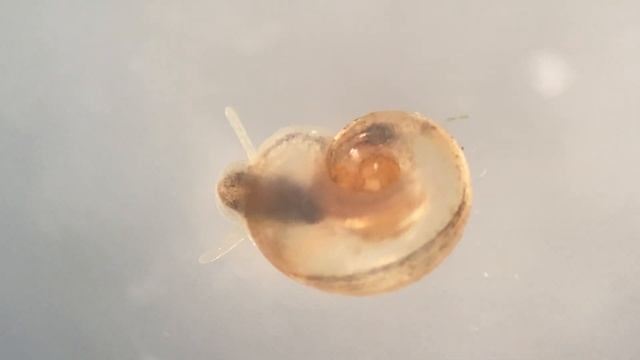 Gekielde schijfhoren (Planorbis carinatus) (Keeled Ramshorn) смотреть онлайн