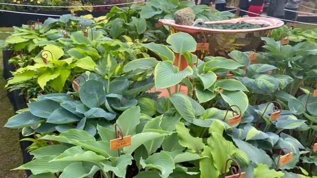 New Forest Hostas & Hemerocallis - RHS Chelsea Flower Show 2024