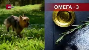 Анонс и реклама (Домашний, 30.09.2021)