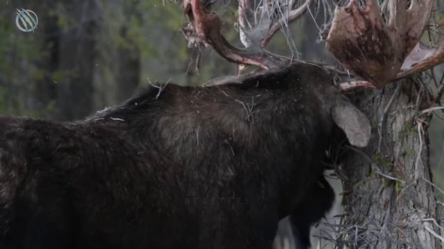 MOOSE ─ The Drunken' Divin' Fightin' Forest Giant That Attacks Bears!! смотреть онлайн