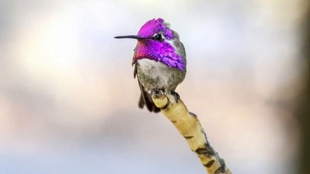 How and Where Do Hummingbirds Sleep || hummingbirds sleep upside down смотреть онлайн