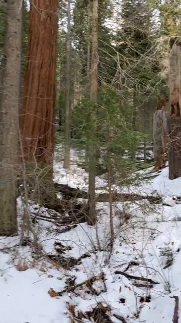 Sequoia National Park Snow смотреть онлайн