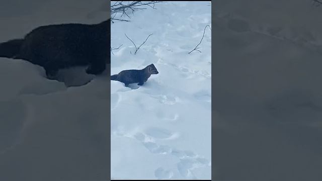 билибино смотреть онлайн