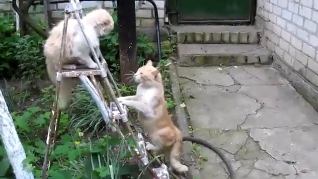 Глюк кота смотреть онлайн