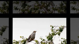 Кукушка, кукушка, сколько мне лет жить осталось?