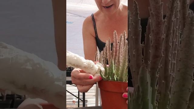 More seed gathering from our Stapelia смотреть онлайн