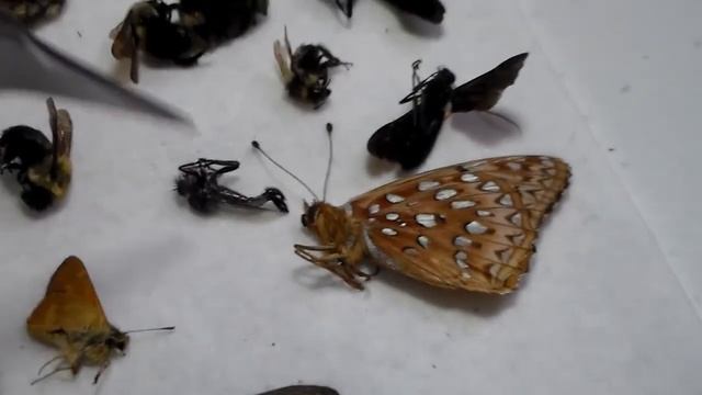 I FOUND SOME TOOTHPICK GRASSHOPPERS смотреть онлайн