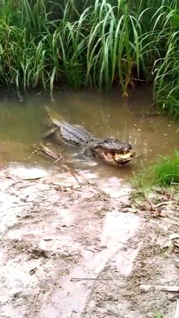 अमेज़न में मगरमच्छ की दहशत? | BLACK CAIMAN VS JAGUAR | BLACK CAIMAN VS TURTLE смотреть онлайн