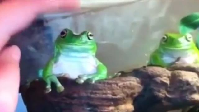 Лягушка Мем смотреть онлайн