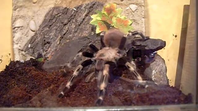 Nhandu chromatus смотреть онлайн