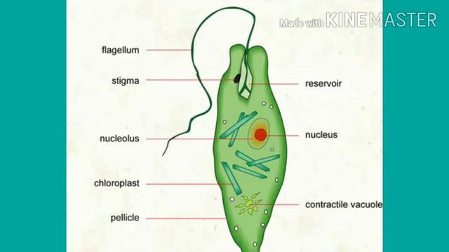 ICSE SEL SELINA BIOLOGY CLASS 7||TOPIC:-CLASSIFICATION OF PLANTS||SCIENCE BUZZ||:D:D смотреть онлайн