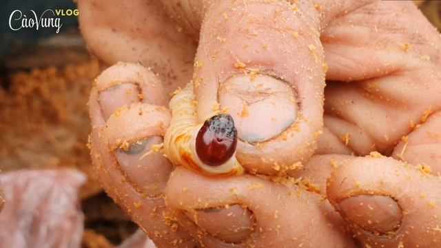 Dramatic search for a worm in a palm tree trunk смотреть онлайн