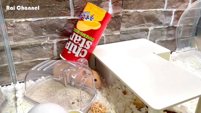 ゴールデンハムスター箱ごと落下！フリーズ中に被り物で遊んでみた！ смотреть онлайн