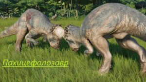 Пахицефалозавр. Толсто лобый динозавр.