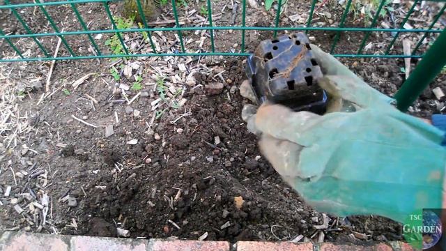 Cloning Pepino Melons From Cuttings