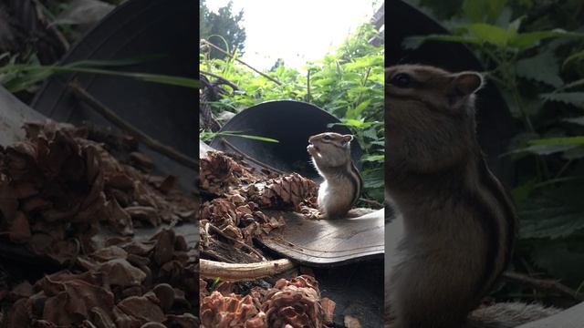 Бурундучок готовится к зиме:)))) смотреть онлайн