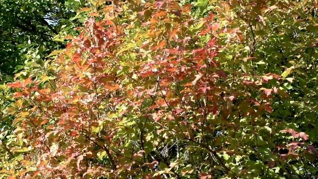 Золотая осень смотреть онлайн