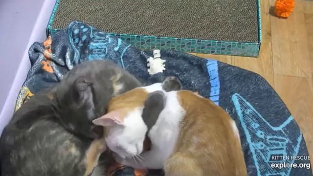 vokoscreenNG 2022 07 30 13 42 37 смотреть онлайн